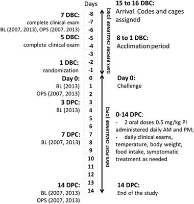 Feline hotsell rhinotracheitis treatment